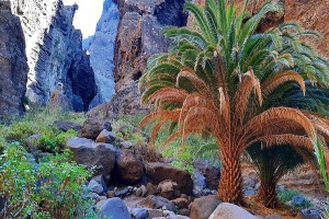Latviešu ceļotāji dodas dabas pārgājienos Spānijas Tenerifes salā - Foto