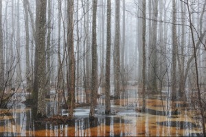 Slokas ezera taku ieskauj bieza migla, veidojot īpaši sirreālu skatu - Foto