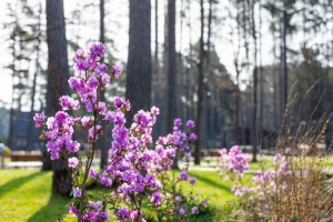 Jūrmala pavasara gaisotnē - pilsētu izkrāšņo ziedi - Foto