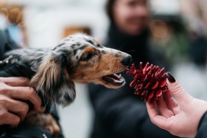 Viļņa Ziemassvētkus svin pirms Ziemassvētkiem - Foto