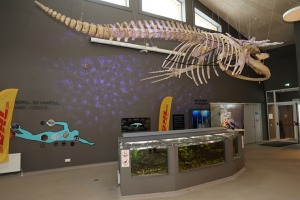 Rīgas Nacionālajā zooloģiskajā dārzā notiek kuprvaļa skeleta ekspozīcijas atklāšana - Foto