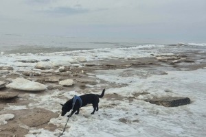 Pirmie pavasara ziedi un stāsti par tiem – Botāniskajā dārzā gaidāms īpašs pasākums 