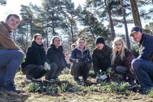 Jūrmalas parkā jau divpadsmito gadu pēc kārtas: Sniegpulkstenīšu stādīšanas talka - Foto