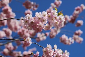 Precizē normatīvo regulējumu 112 ārkārtas zvanu atrašanās vietas noteikšanai 