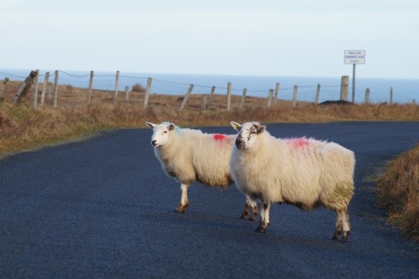 29. decembris vēsturē: Īrija pieņem jaunu konstitūciju un pasludina pilnīgi neatkarību