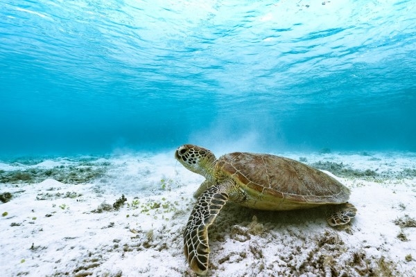 16. jūnijs vēsturē: Atzīmē jūras bruņurupuču dienu