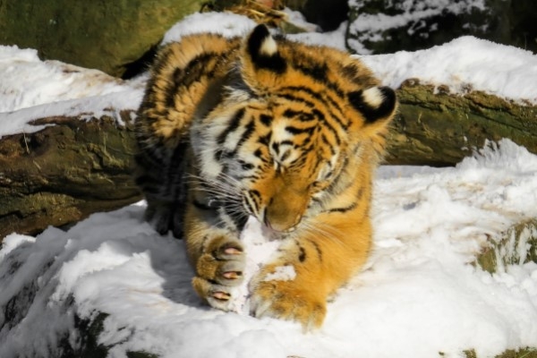 27. decembris vēsturē: ASV atzīmē dienu, lai ietu uz Zoodārzu