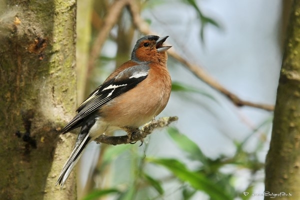 Ornitologi aicina ierakstīt putnu balsu audiopiecminūtes