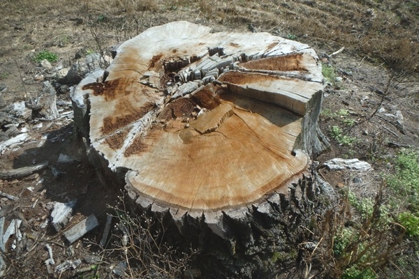 Par dižkoku iznīcināšanu piespriež bargus sodus 