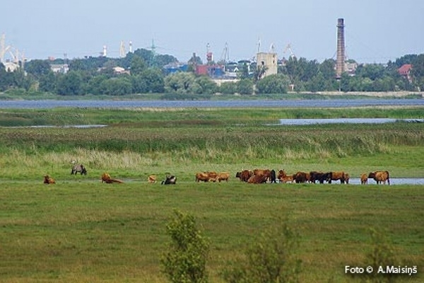 Apstiprināts dabas lieguma «Liepājas ezers» dabas aizsardzības plāns līdz 2037. gadam