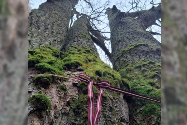 Latvijai dzimšanas dienā – sakopts dižozols Piloru audzē