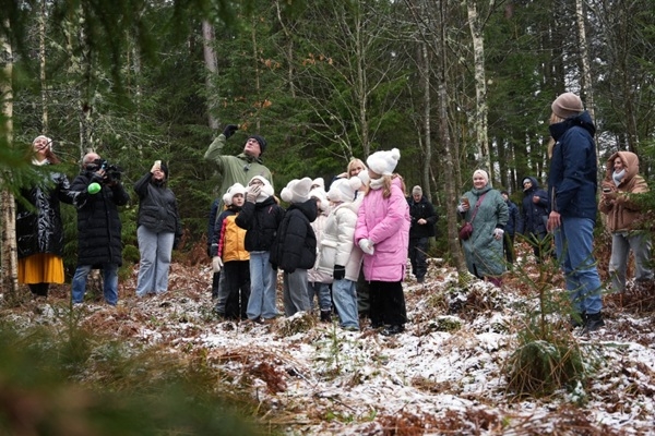 Galvaspilsētas galvenās Ziemassvētku egles šogad izraudzītas «Rīgas mežu» Tīreļu mežniecībā