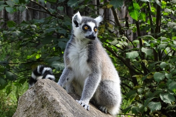 Rīgas zoodārzs aicina kļūt par dzīvnieka krustvecāku «Melnbaltajā piektdienā»