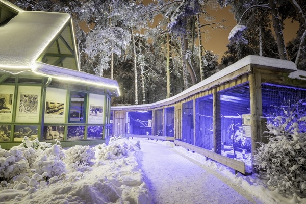 Ziemas naktis atgriežas Rīga ZOO
