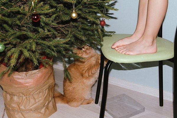 Lai svētku eglīte nekaitē veselībai!