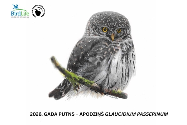 Latvijas Ornitoloģijas biedrība par 2026. gada putnu izziņo apodziņu