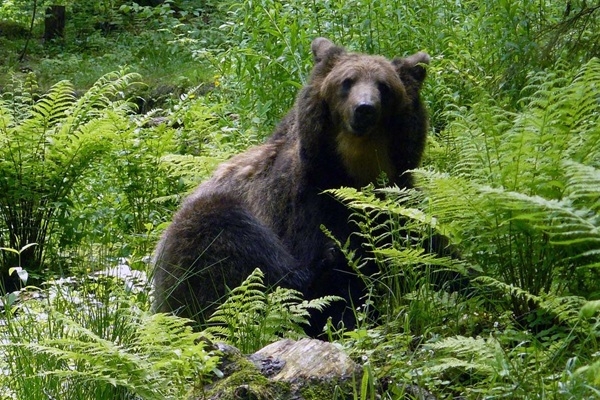 Līgatnes dabas taku lācene Ilzīte aicina uz 25 gadu jubilejas svinībām