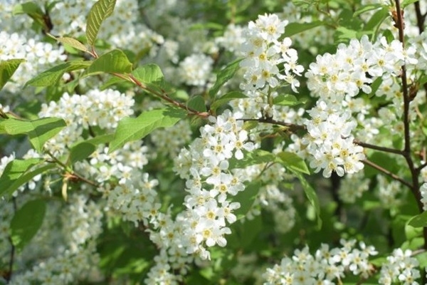 Šī gada koks – Latvijas ainavas krāšņums