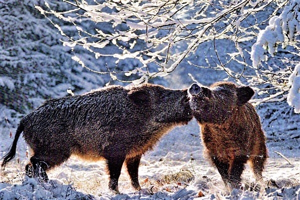 Šī smarža pārgājienā nozīmē briesmas: ko jāzina ikvienam dabas mīļotājam