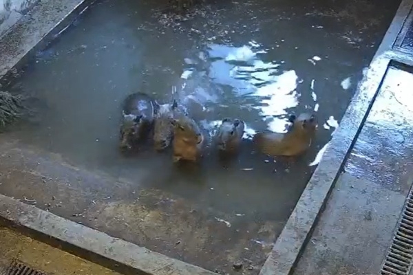 Rīga ZOO aicina dot vārdus kapibaru mazuļiem