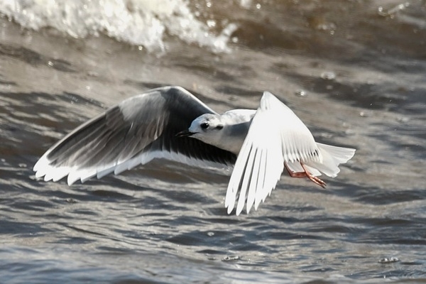 Līdz pat martam virs Baltijas jūras notiks ziemojošo ūdensputnu aviouzskaites