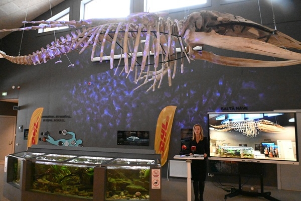 Rīga ZOO atklāta jauna ekspozīcija – kuprvaļa skelets «Zinarium» griestos