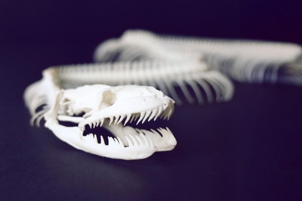 Ģimenes diena «Iepazīsti mugurkaulnieku skeletus»