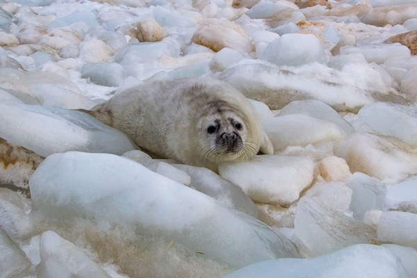 Roņu laiks klāt: Ventspilī manīts pirmais roņu mazulis