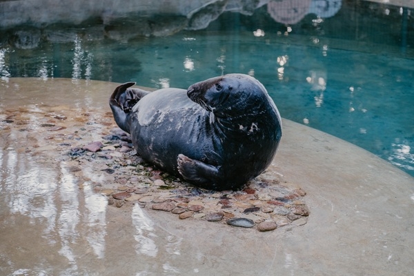 Rīga ZOO aicina uz Roņu dienām!