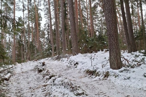 Noslēgušies meža kopšanas darbi tūristu iecienītā atpūtas vietā Smiltenes mežā