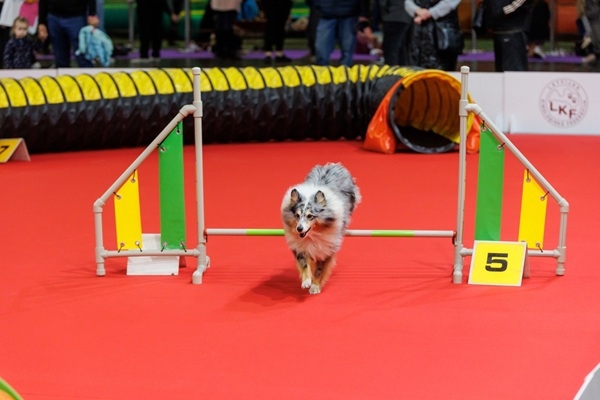 «PetExpo 2026» – divas dienas dzīvnieku pasaulē!