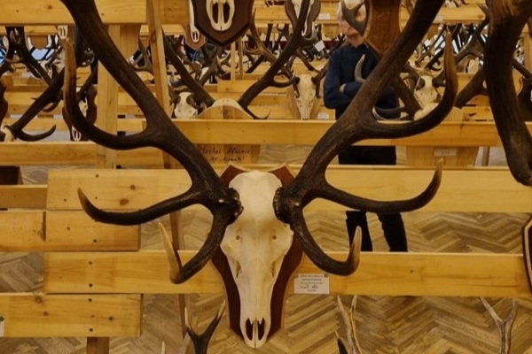 Dienvidkurzemes novads: Medību trofejas Kazdangā