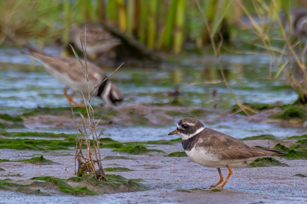 Putnu ligzdošanas periodā slēdz Ķikana, Irbes un Lūžņas grīvu