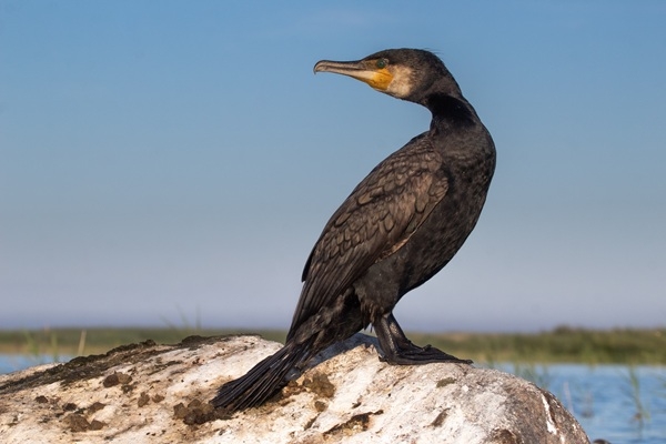 Dienvidkurzemes novads: Aicina uz dabas pārgājienu Pāvilostā