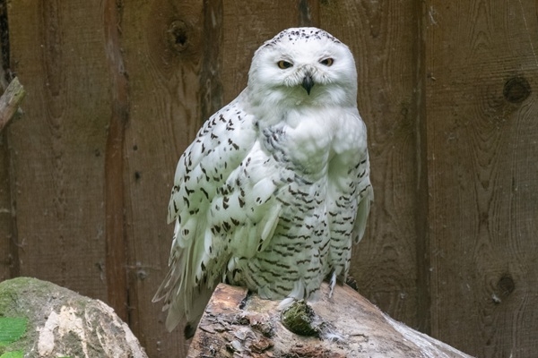 Rīga ZOO aicina uz tradicionālajām Putnu dienām