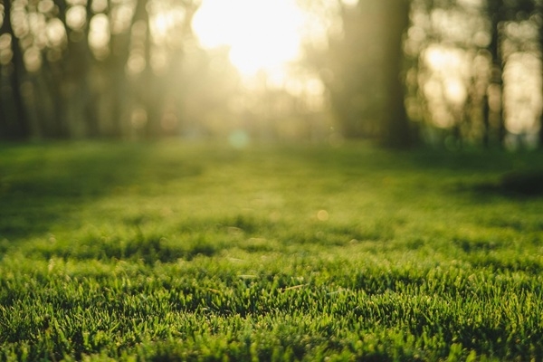Pieci padomi, lai pamodinātu zālienu pēc ziemas 