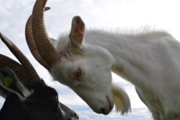 Madonas novada garšas ceļvedis: kazu un aitu saimniecības, siera stāsti un lauku piedzīvojumi