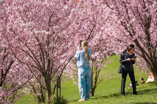 Viļņa iekļuvusi pasaules 30 labāko vietu sarakstā, kur baudīt sakuru ziedēšanu