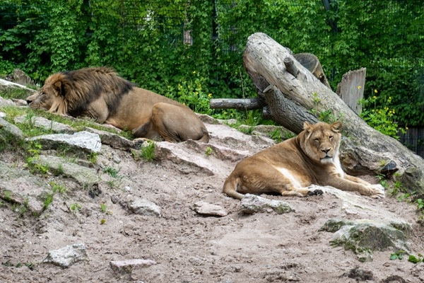 Daudzbērnu ģimeņu diena Rīga ZOO