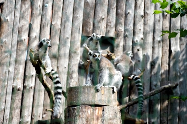 Vēro Rīga ZOO kaķu lemurus tiešraidē visu diennakti!