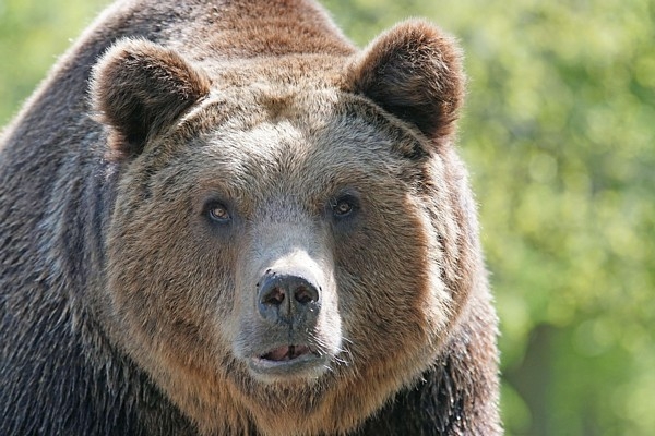 Bulgārijā lācis saplosa 35 gadus vecu vīrieti galvaspilsētas tuvumā