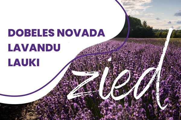 Dobeles novadu pārņem lavandu ziedēšanas burvība