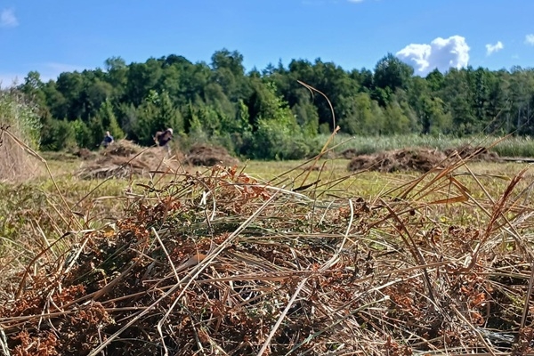 Dabas draugi aicināti uz vakara talku Kaņiera ezera zāļu purvā