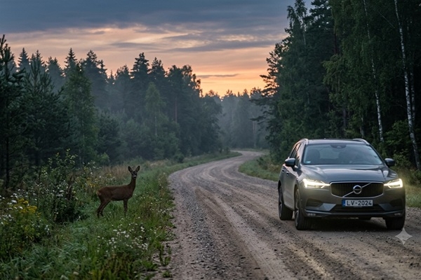 Dzīvnieku radīto auto bojājumi pieaug: vairāk negadījumu, dārgāki remonti
