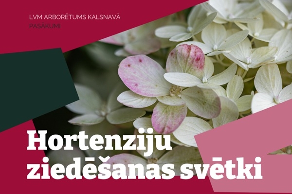 LVM un Vivi aicina doties tematiskā braucienā uz hortenziju ziedēšanas svētkiem Kalsnavā