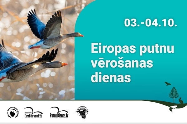 Eiropas putnu vērošanas dienās varēs vērot zosu došanos uz naktsguļu un klausīties pasakas par putniem 