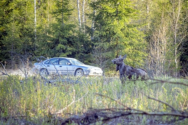 Rudenī katrs desmitais KASKO pieteikums saistīts ar meža zvēriem: kā izvairīties no sadursmes?