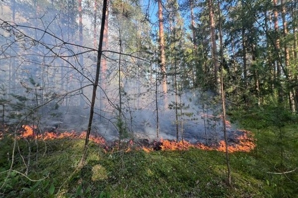 2026. gadā uguns skartā meža platība – 2,5 reizes lielāka nekā pērn