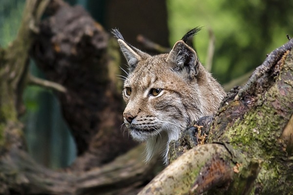 12. aprīlis vēsturē: Eirāzijas lūsi Latvijā iekļaut īpaši aizsargājamo sugu sarakstā