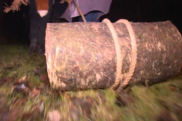 Kas latviešiem ir bluķa vilkšana un kāda ir tā nozīme?